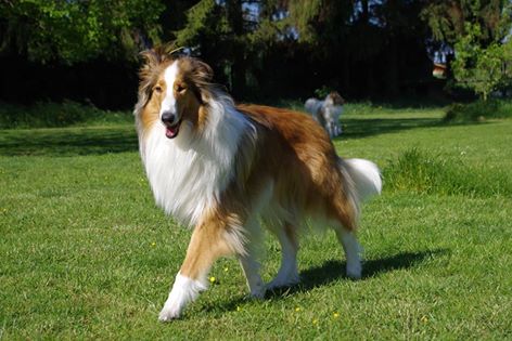 13179086_1127995373889937_1935640847706082524_n