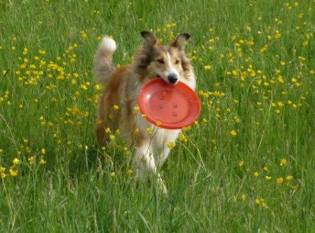 Frisbee007