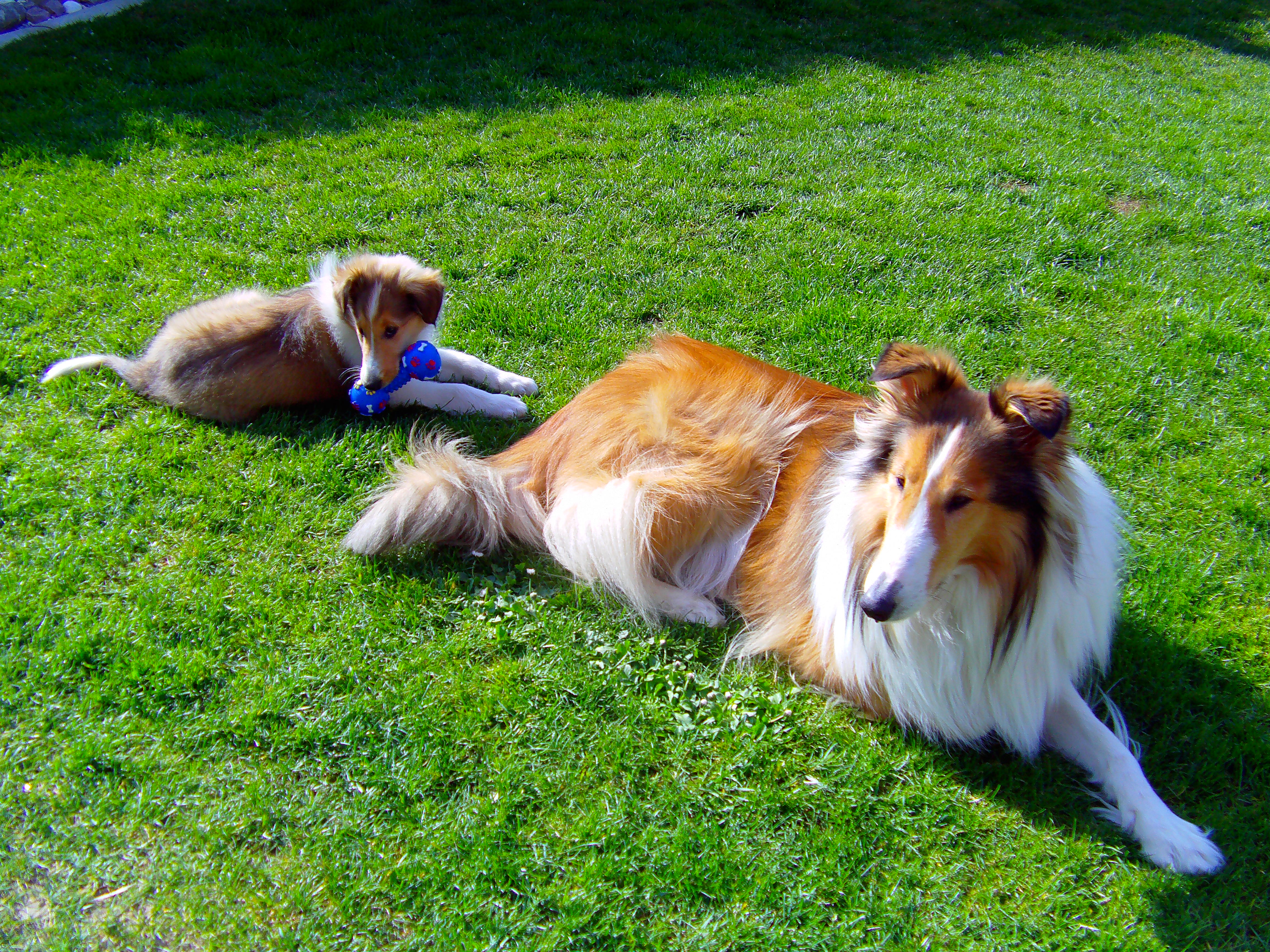 smokey + lassie im garten